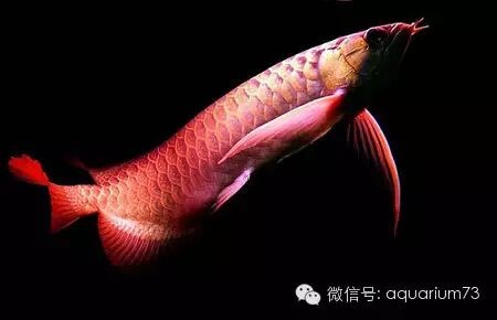 龍魚技巧大全,精華！
