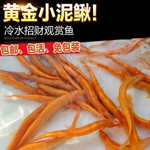 金龍魚屬于冷水魚嗎，為什么不能養：金龍魚屬于冷水魚嗎