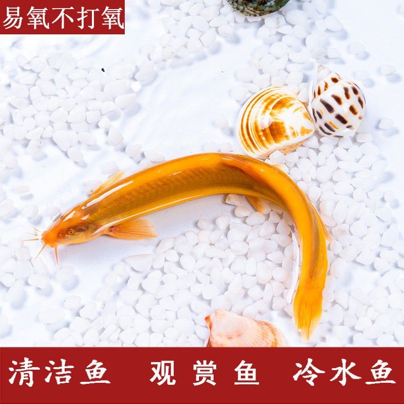 金龍魚屬于冷水魚嗎，為什么不能養：金龍魚屬于冷水魚嗎