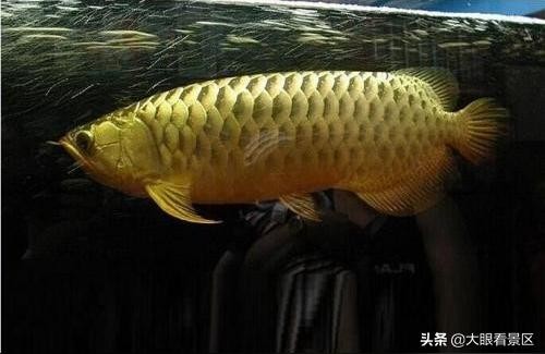 魚缸 練手金龍魚 龍魚百科 練手金龍魚 練手金龍魚 龍魚百科