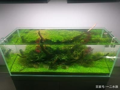 魚缸造景師需要掌握哪些技能？：魚缸造景師是一類專注于在魚缸等容器中創造出美觀、和諧且生態平衡的專業人士