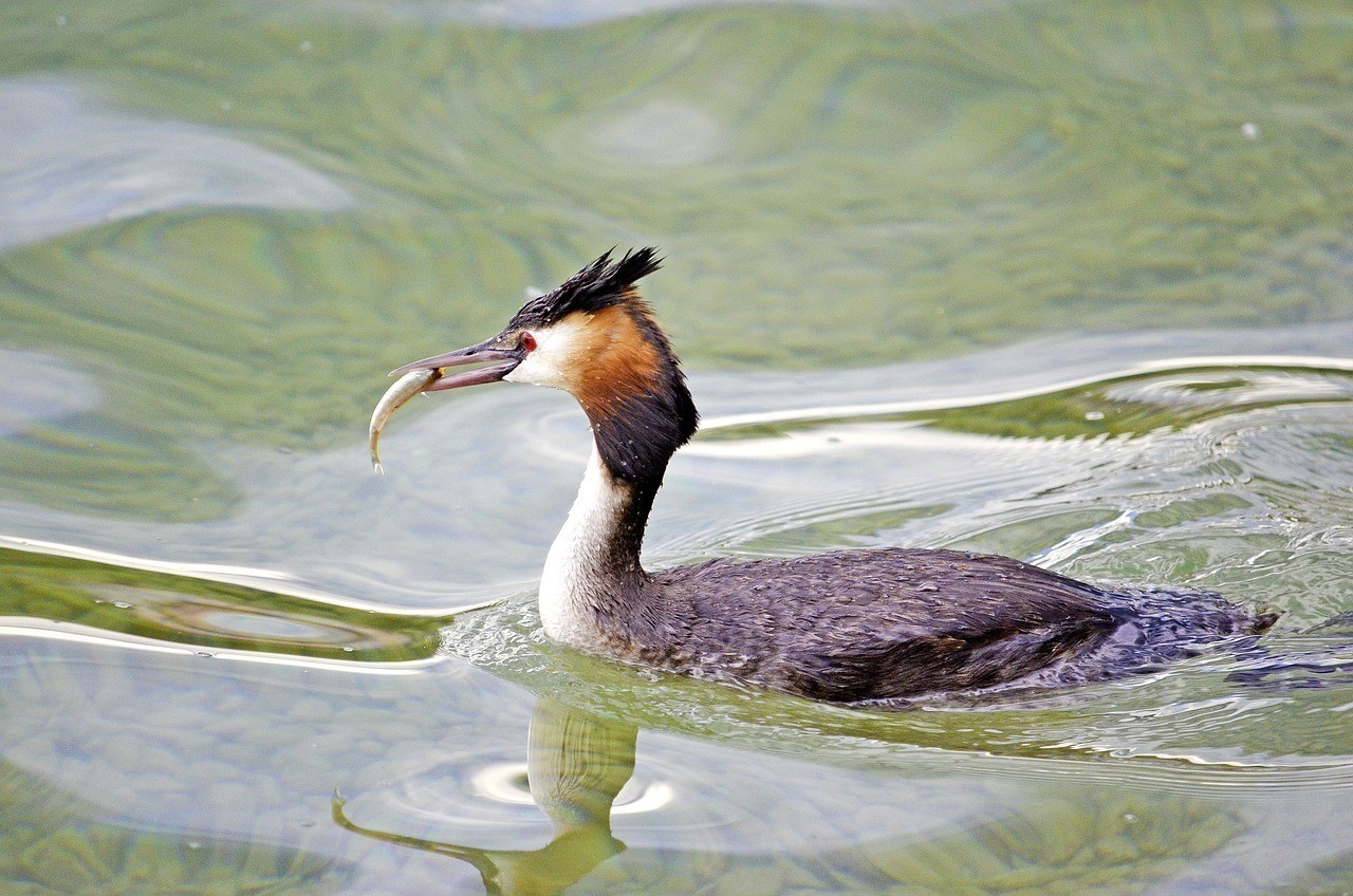 <strong><mark>浙江</mark></strong>鳳起花鳥城凡彩水族商行，