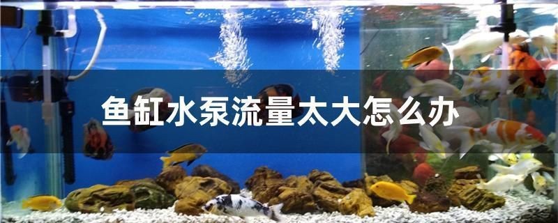 如何區分杜龍魚和其他鰻魚？