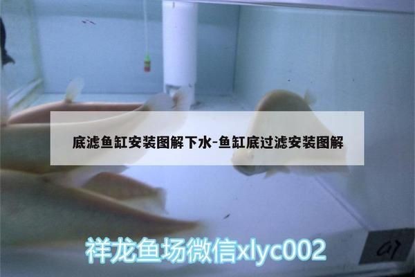 底濾魚缸過濾系統安裝：底濾魚缸的安裝步驟