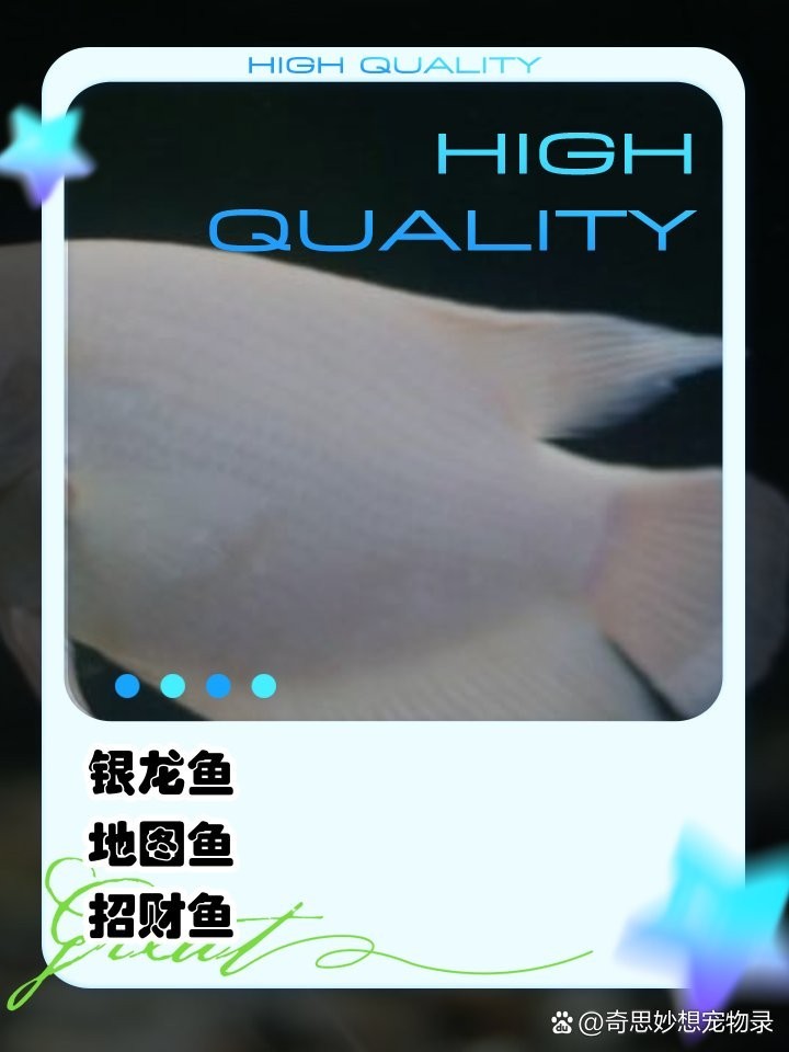 銀龍魚和鸚鵡魚混養(yǎng)吃什么魚食好養(yǎng)