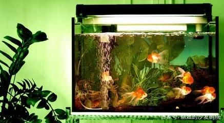 觀賞魚缸適合養(yǎng)什么魚最好養(yǎng)的（觀賞魚的養(yǎng)殖技巧） 觀賞魚缸適合養(yǎng)什么魚最好養(yǎng)的（觀賞魚的養(yǎng)殖技巧） 魚缸百科 第2張