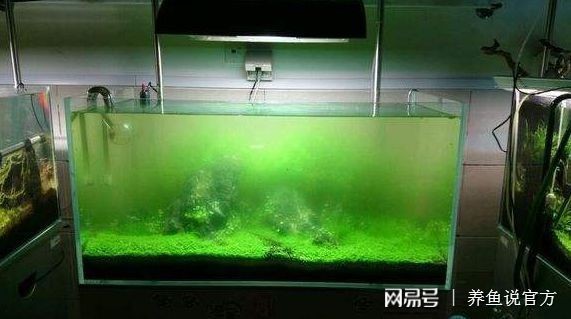 冰袋降溫對(duì)魚(yú)缸生態(tài)影響：使用冰袋降溫會(huì)對(duì)魚(yú)缸生態(tài)系統(tǒng)產(chǎn)生一系列影響