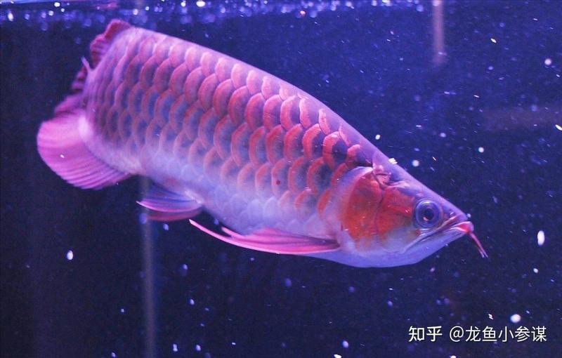 白金龍魚吃什么長得快一點