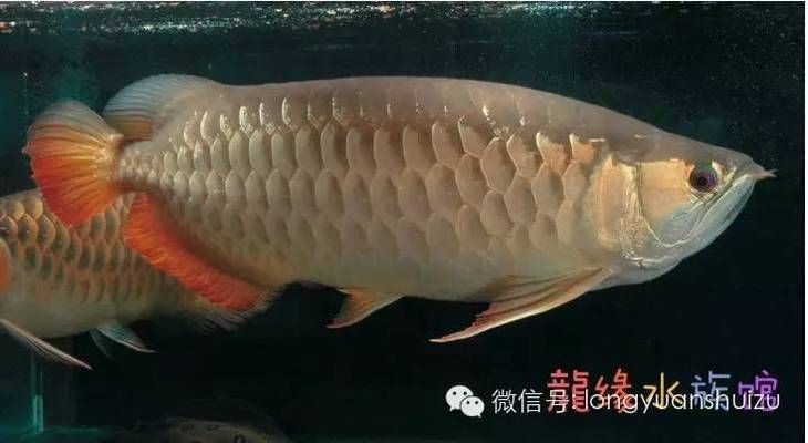龍魚(yú)種類(lèi)區(qū)別在哪里呢（金龍魚(yú)與紅龍魚(yú)的價(jià)格對(duì)比，如何辨別龍魚(yú)的健康狀態(tài)）