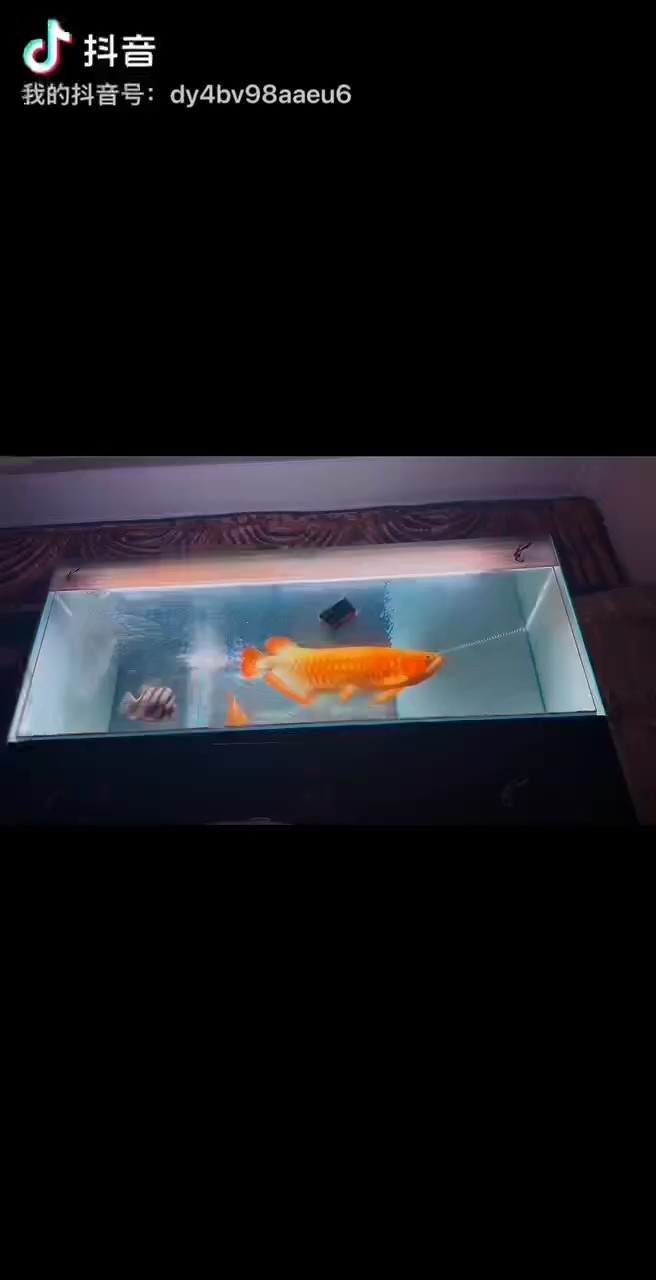 神龍納福祝?魚友們端午安康