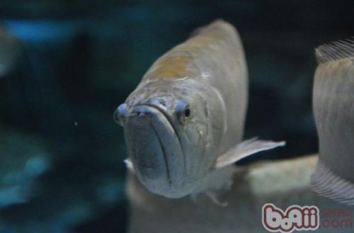 銀龍魚與龍魚混養效果：銀龍魚與龍魚混養需要注意一些因素，銀龍魚與紅龍魚混養需要注意