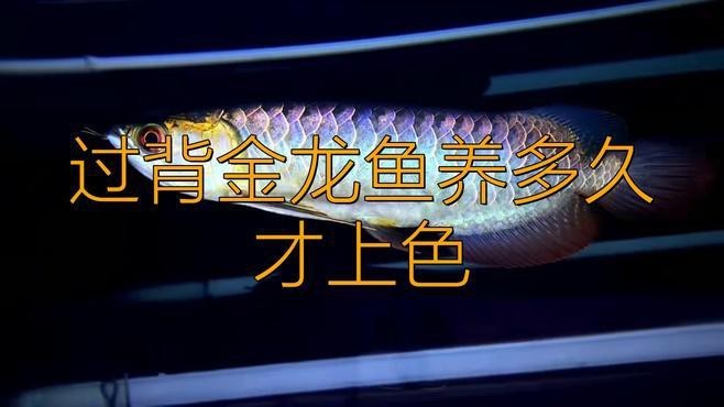 過背金龍爬背期間需要注意什么？