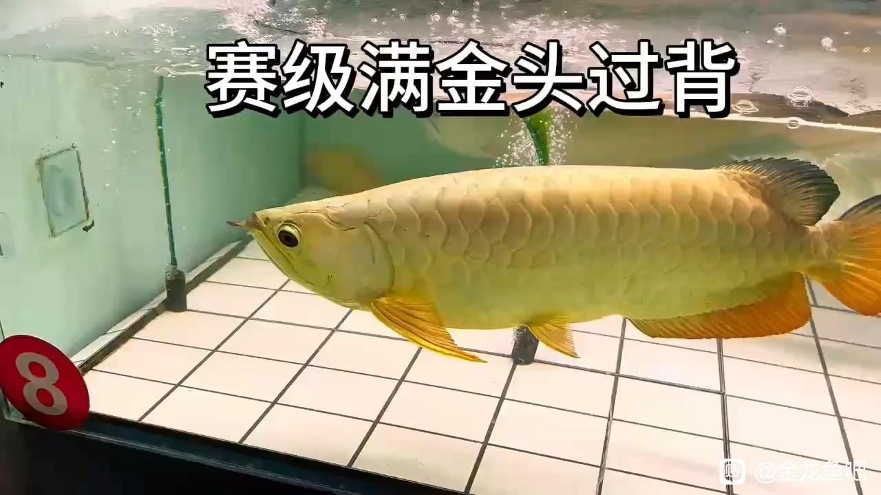 過背金龍魚的水質參數有哪些，背金龍魚的水質參數的參數包括以下幾個方面的參數 過背金龍魚的水質參數有哪些，背金龍魚的水質參數的參數包括以下幾個方面的參數 龍魚百科 第2張