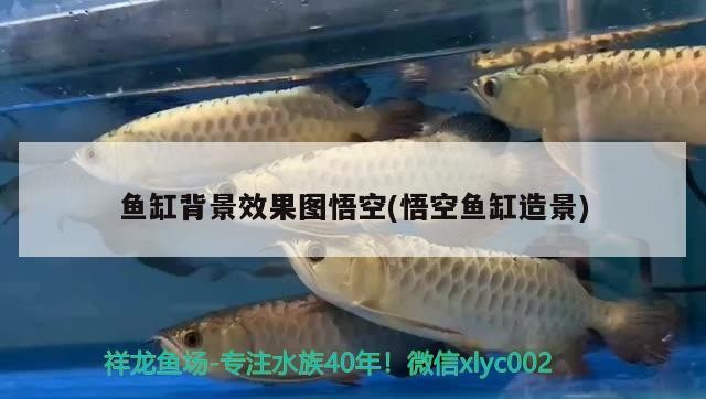 紅龍魚怎么養體型大的視頻（紅龍魚怎么養體型大的視頻教程）