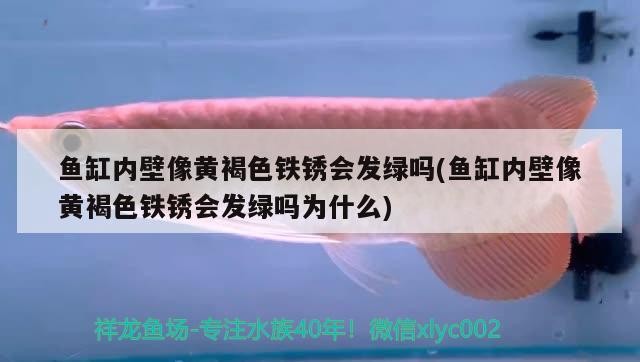 紅龍魚怎么養體型大的視頻（紅龍魚怎么養體型大的視頻教程）