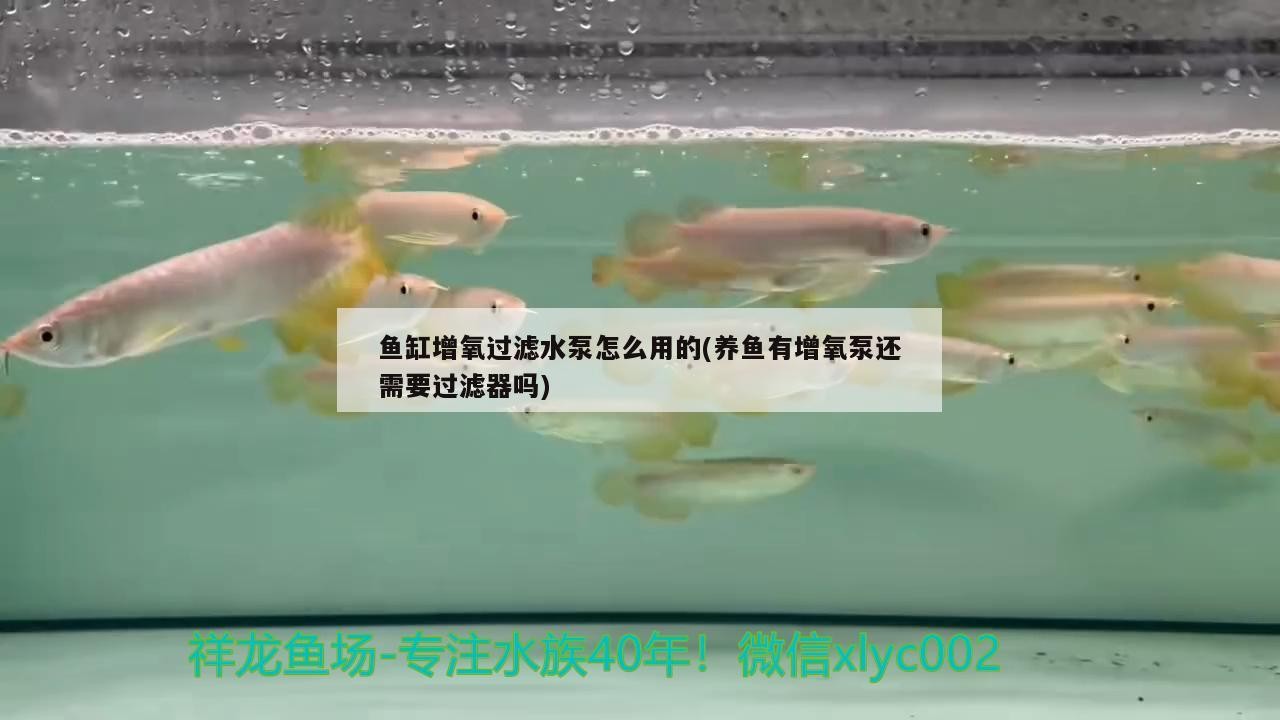 紅龍魚怎么養體型大的視頻（紅龍魚怎么養體型大的視頻教程）