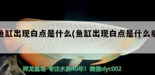 杰西卡恐龍魚常見疾病的早期癥狀，杰西卡恐龍魚常見疾病的早期癥狀介紹杰西卡恐龍魚爛鰭病