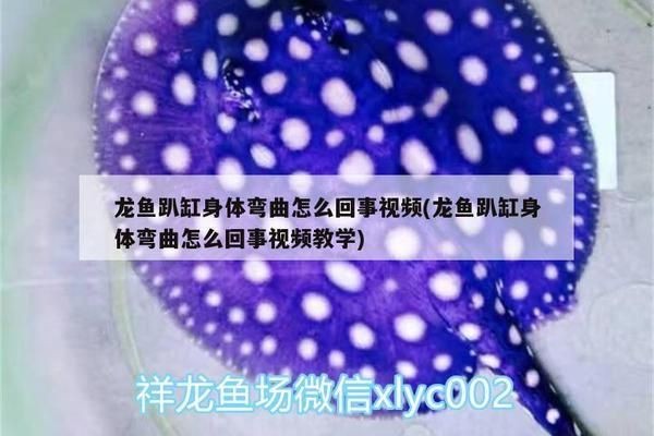 杰西卡恐龍魚常見疾病的早期癥狀，杰西卡恐龍魚常見疾病的早期癥狀介紹杰西卡恐龍魚爛鰭病