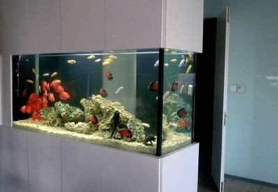 孩子房間可以放魚缸嗎（臥室風水布局全解析臥室風水布局全解析臥室風水布局）
