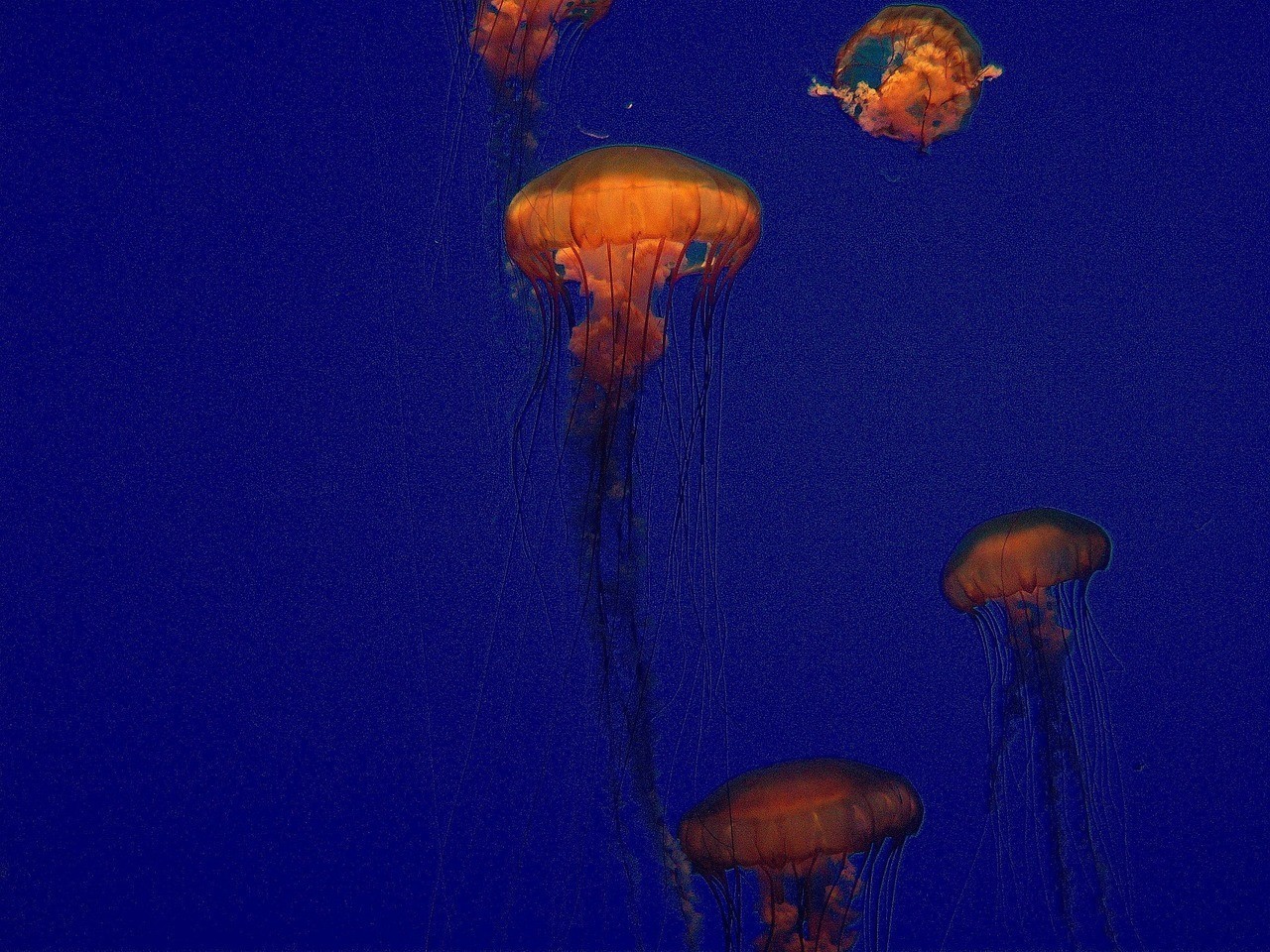 城關金鯊水族館（城關金鯊水族館電話）