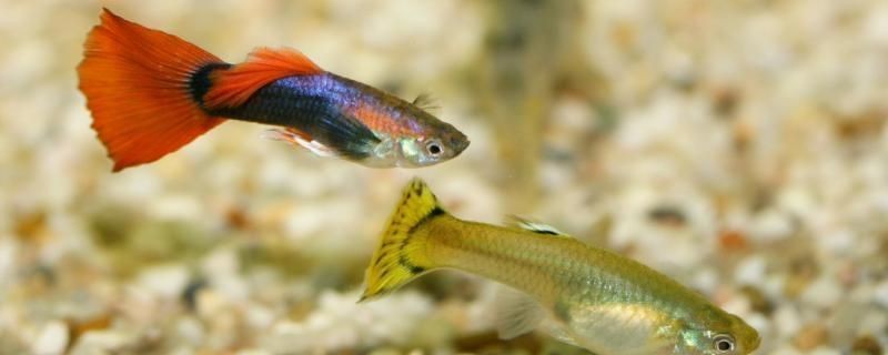 品牌魚缸哪個品牌好：佳寶魚缸銷量排行榜佳寶魚缸銷量排行榜佳寶魚缸銷量榜 品牌魚缸哪個品牌好：佳寶魚缸銷量排行榜佳寶魚缸銷量排行榜佳寶魚缸銷量榜 魚缸百科 第1張