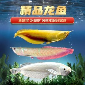 家里掛金龍魚（在家中懸掛金龍魚畫被認(rèn)為具有一定的風(fēng)水意義） 家里掛金龍魚（在家中懸掛金龍魚畫被認(rèn)為具有一定的風(fēng)水意義） 龍魚百科 第2張