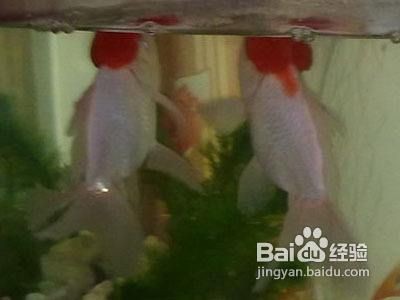 金龍魚浮頭露出水面正常嗎：金龍魚浮頭露出水面可能是由于多種原因引起的 金龍魚浮頭露出水面正常嗎：金龍魚浮頭露出水面可能是由于多種原因引起的 龍魚百科 第2張