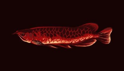 龍魚(yú)矢量圖：你想找的是龍魚(yú)相關(guān)的矢量圖素材嗎以下是一些可能對(duì)你有用的網(wǎng)站和資源