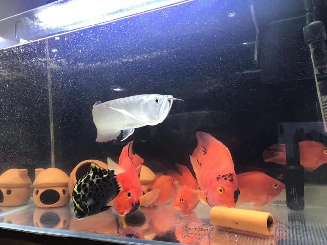 推薦一些適合新手混養(yǎng)的龍魚(yú)配魚(yú)