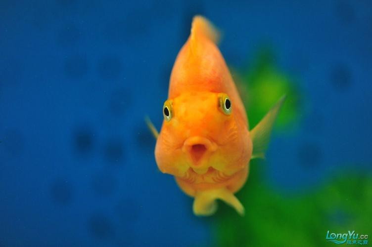 推薦一些適合新手混養(yǎng)的龍魚(yú)配魚(yú)