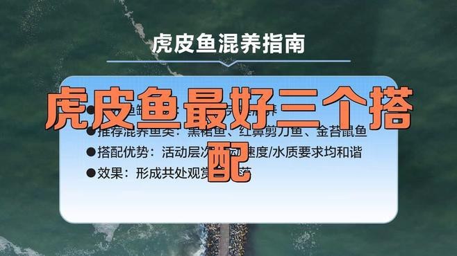 推薦一些適合新手混養(yǎng)的龍魚(yú)配魚(yú)