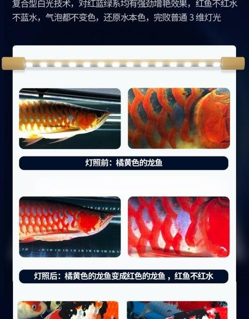 龍魚燈擺放圖片高清版