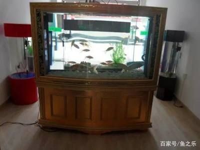 飛鳳魚的飼養誤區：飛鳳魚養殖缸大小的詳細信息：熱帶魚水族箱設計指南