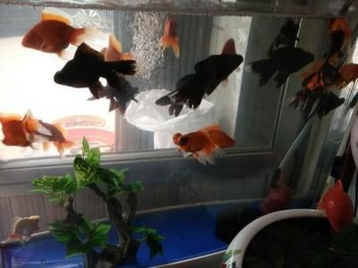 飛鳳魚的飼養誤區：飛鳳魚養殖缸大小的詳細信息：熱帶魚水族箱設計指南