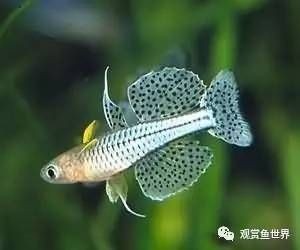 混養魚缸空間要求詳解：混養魚缸的空間要求