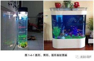 混養魚缸空間要求詳解：混養魚缸的空間要求