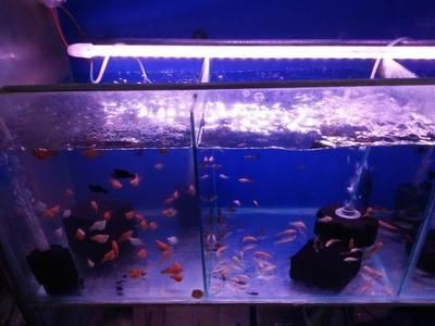 魚缸過濾選什么好：如何選擇魚缸過濾器