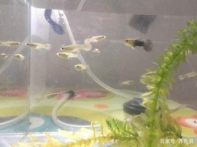 魚缸過濾選什么好：如何選擇魚缸過濾器