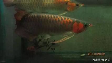 龍魚驚嚇沉頭的原因及預(yù)防（龍魚為什么會沉頭）