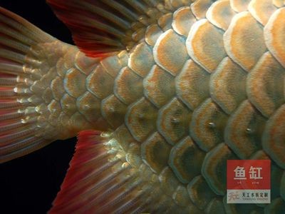 高檔龍魚缸鋪底好嗎（高檔龍魚缸是否應該鋪底？）