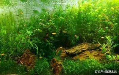 適合種在魚缸的植物：適合在魚缸里養(yǎng)的植物及其特點，魚缸植物選擇注意事項