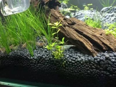 適合種在魚缸的植物：適合在魚缸里養(yǎng)的植物及其特點，魚缸植物選擇注意事項