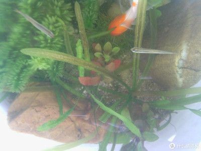 適合種在魚缸的植物：適合在魚缸里養(yǎng)的植物及其特點，魚缸植物選擇注意事項