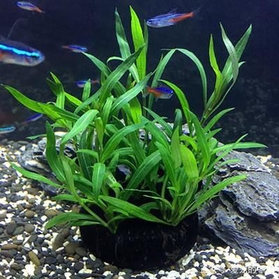 適合種在魚缸的植物：適合在魚缸里養(yǎng)的植物及其特點，魚缸植物選擇注意事項