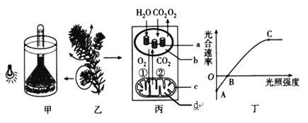 龍魚喂什么長(zhǎng)的快一點(diǎn)好養(yǎng)（龍魚喂養(yǎng)常見誤區(qū)解析龍魚的喂食策略對(duì)龍魚的影響）