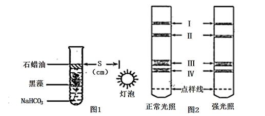 龍魚喂什么長(zhǎng)的快一點(diǎn)好養(yǎng)（龍魚喂養(yǎng)常見誤區(qū)解析龍魚的喂食策略對(duì)龍魚的影響）