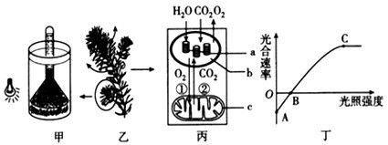 龍魚喂什么長(zhǎng)的快一點(diǎn)好養(yǎng)（龍魚喂養(yǎng)常見誤區(qū)解析龍魚的喂食策略對(duì)龍魚的影響）