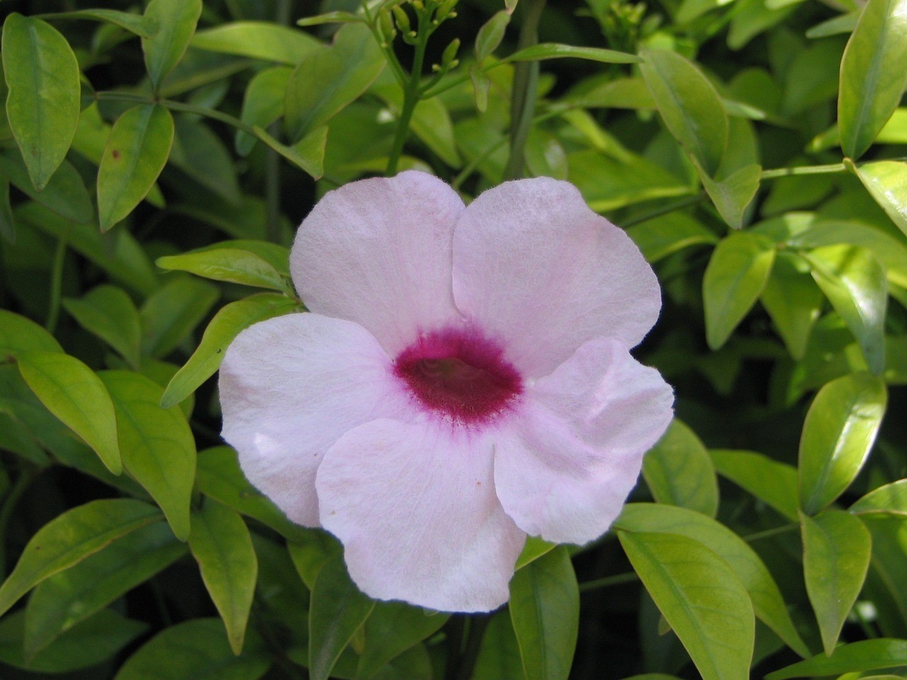 七里河區槿香園花卉經營店（七里河區槿香園花卉經營店地址）