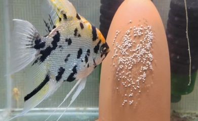 淡水魚魚缸的溫度控制：淡水魚魚缸水溫控制
