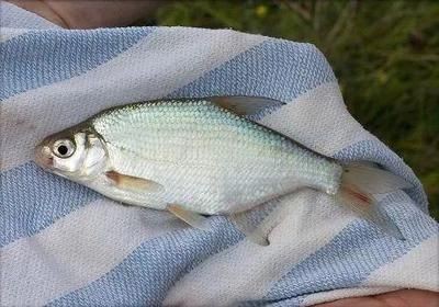 淡水魚魚缸的溫度控制：淡水魚魚缸水溫控制